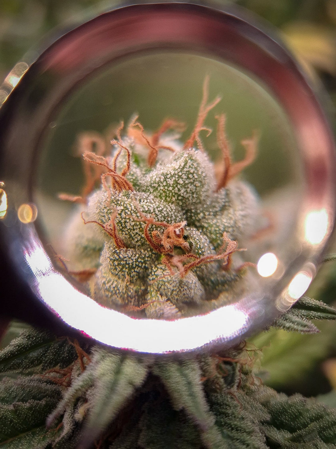 El mito del THC: por qué el número no lo es todo