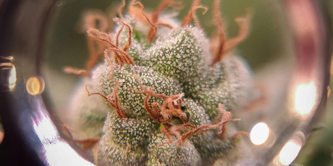 El mito del THC: por qué el número no lo es todo