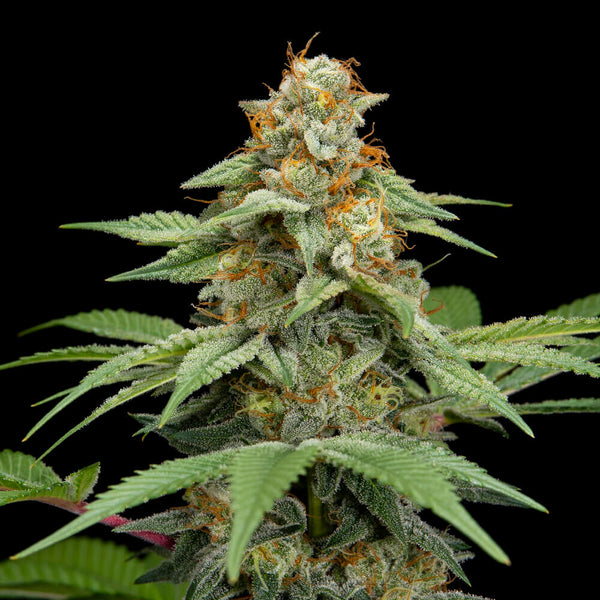 Garlic Breath