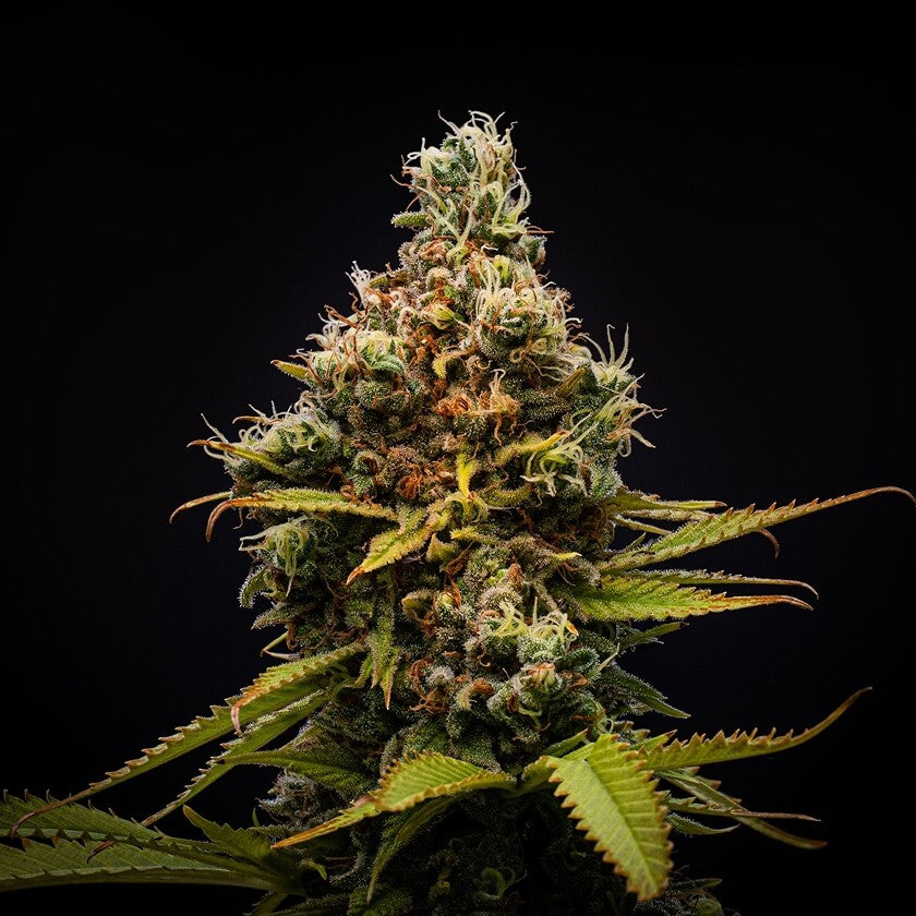 LSD Haze – Pronoia® Seeds