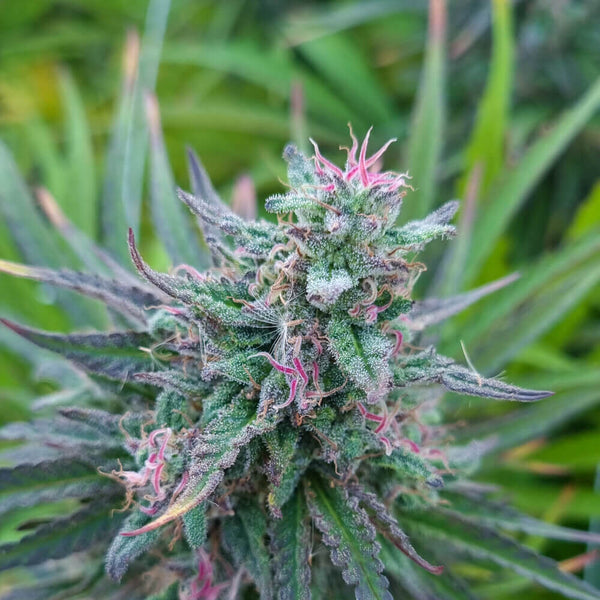 Loto CBD