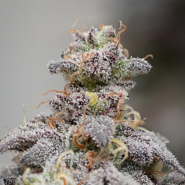 MAC CBD