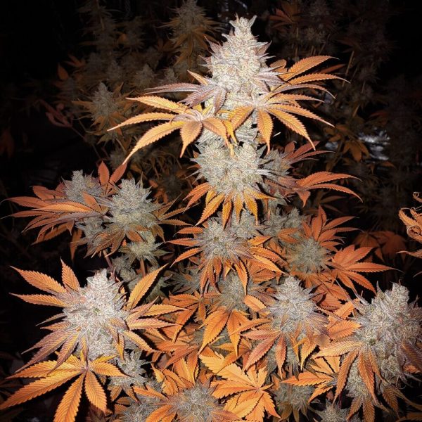 Orange Crush