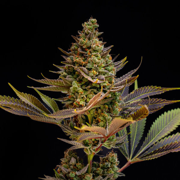 Pineapple Haze