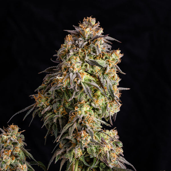 Utopia Kush